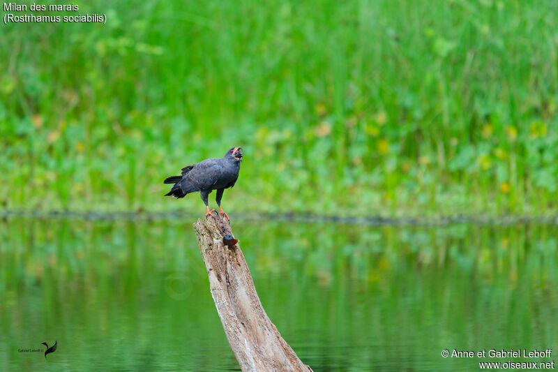 Snail Kite, eats