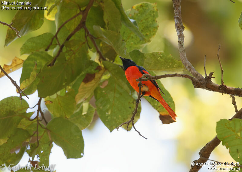 Minivet écarlate