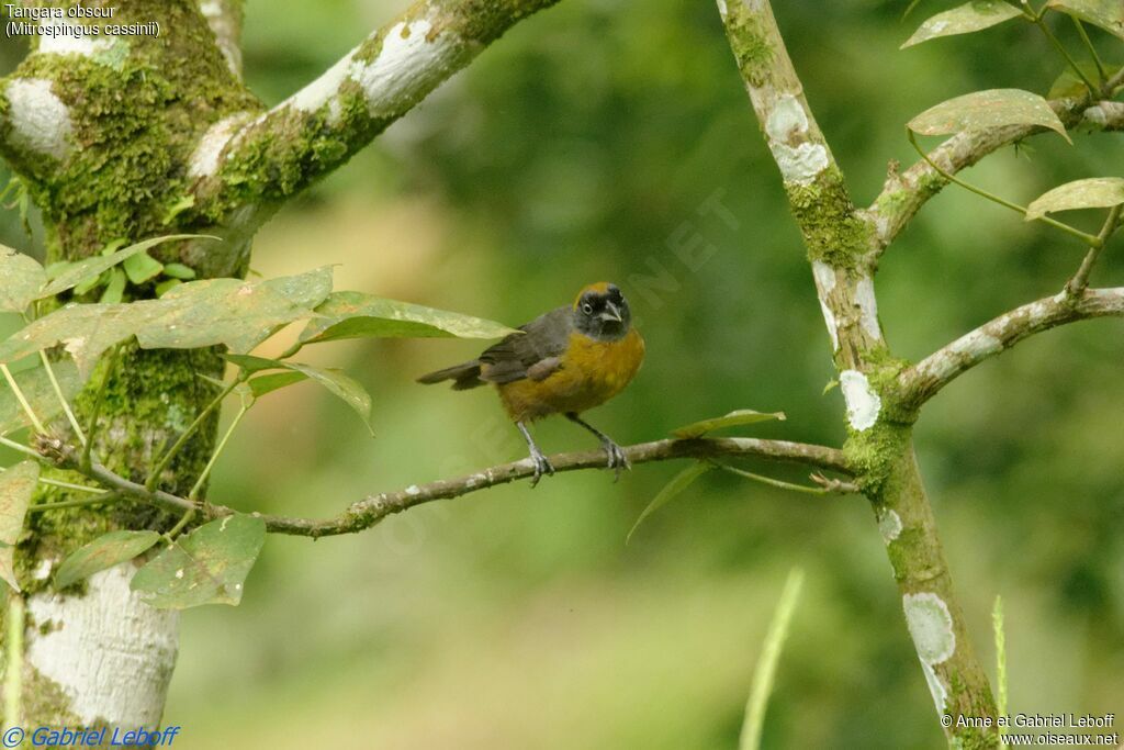 Dusky-faced Tanager