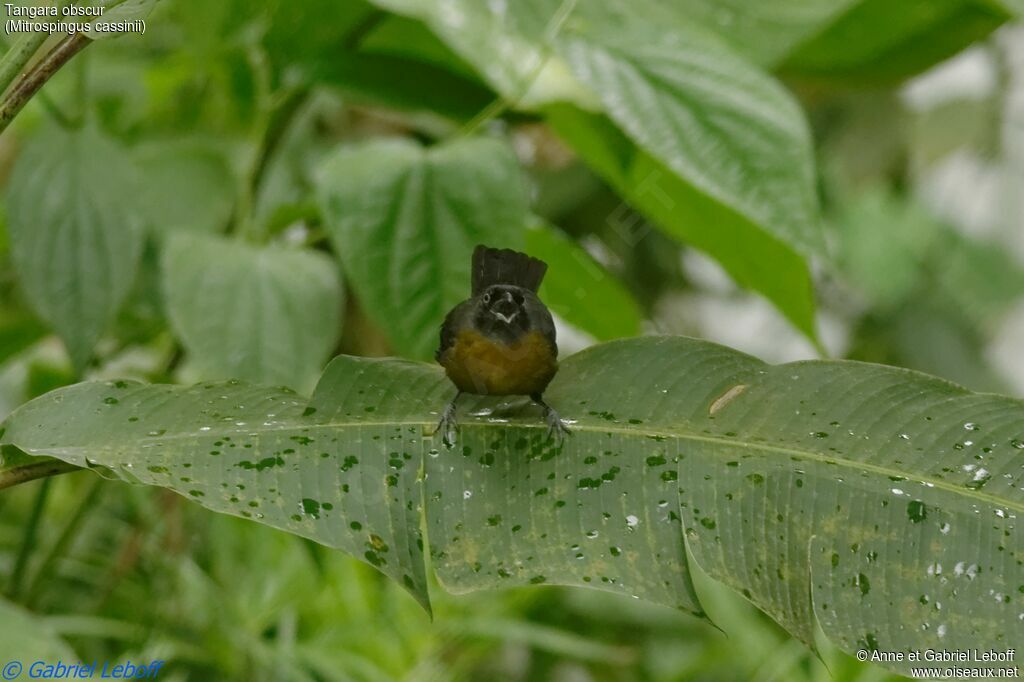 Dusky-faced Tanager