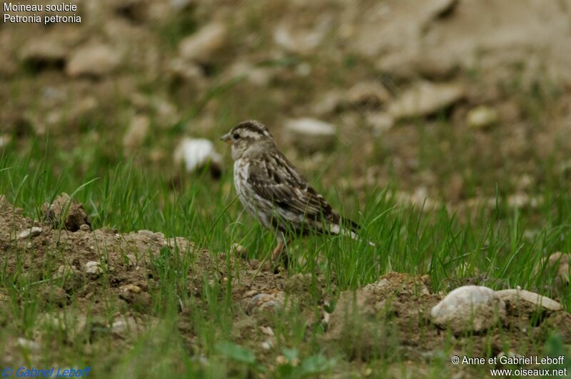 Rock Sparrow