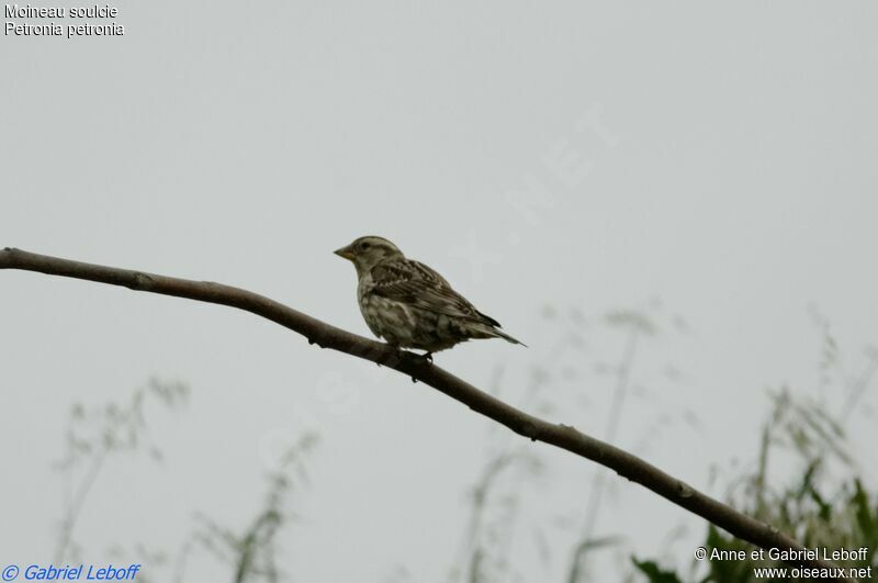 Rock Sparrow