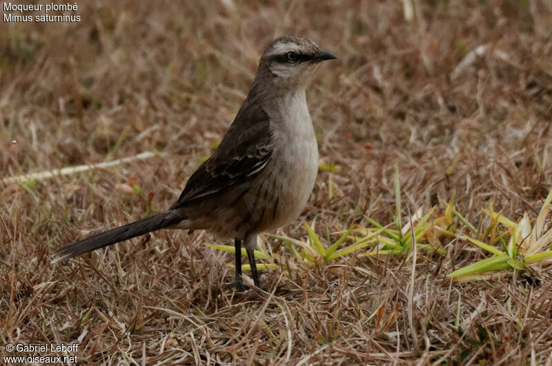 Moqueur plombé