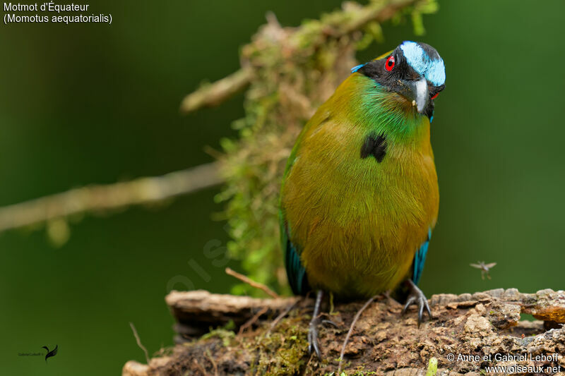 Andean Motmot