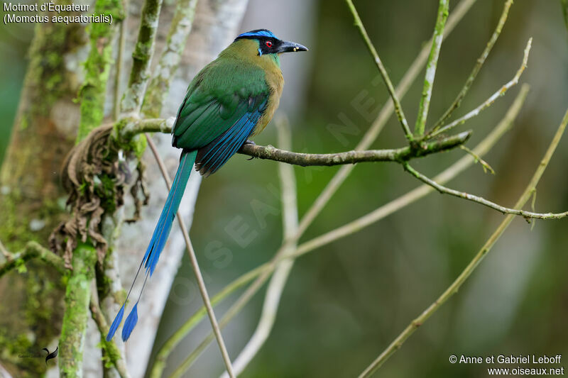 Andean Motmot