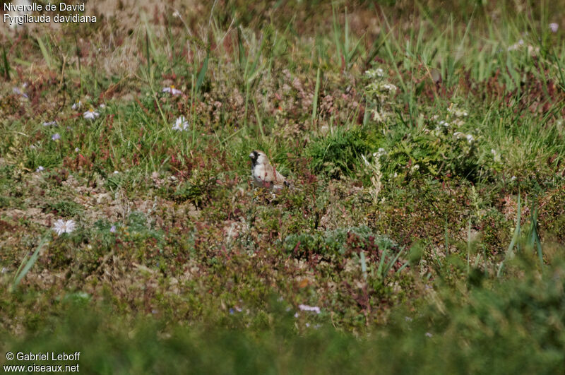 Pere David's Snowfinch