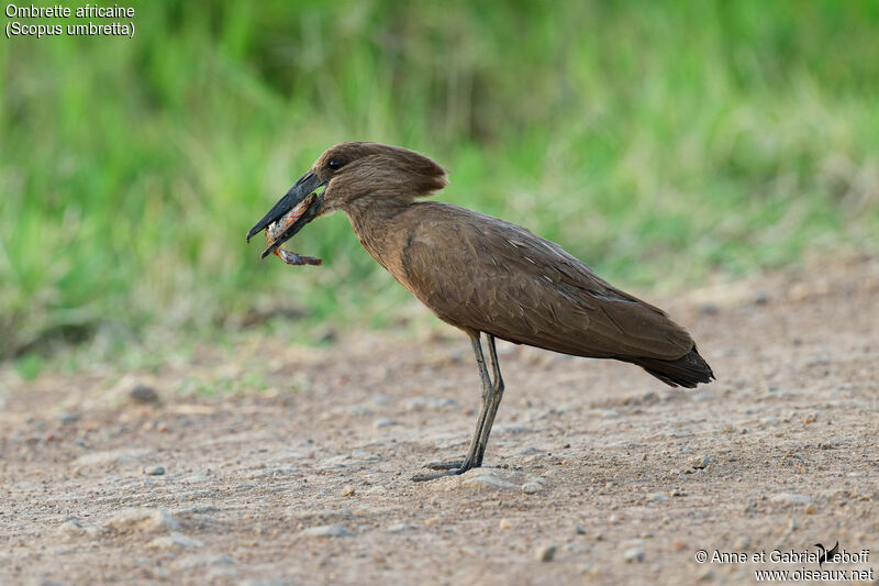 Ombrette africaineadulte, pêche/chasse