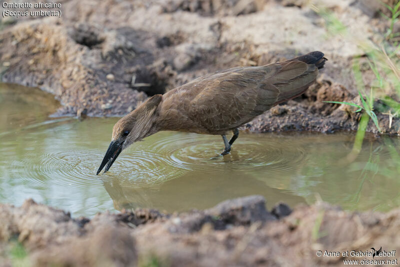 Hamerkop, drinks