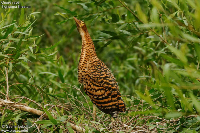 Rufescent Tiger Heron