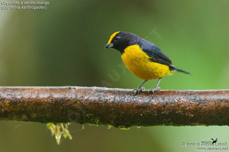 Orange-bellied Euphonia male adult