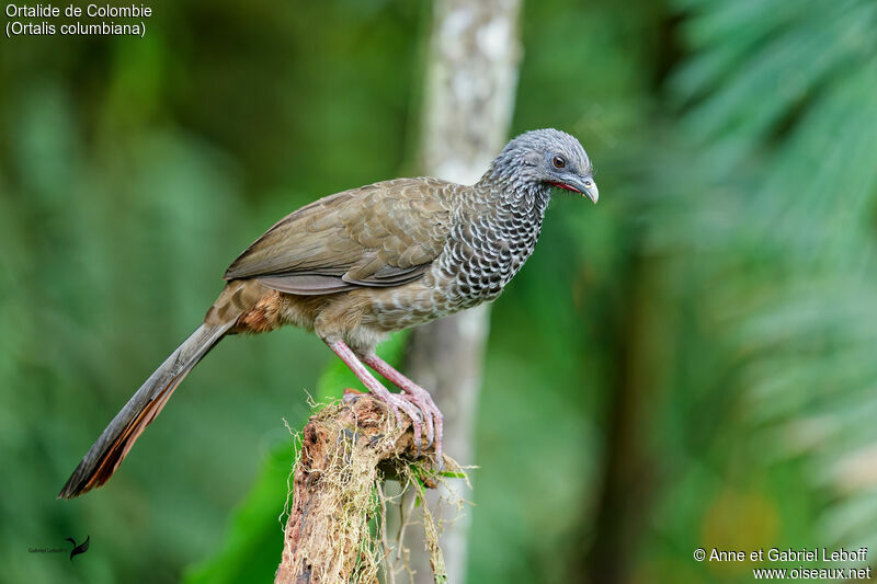 Colombian Chachalaca