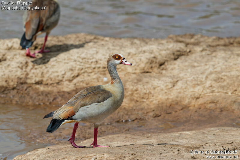 Egyptian Goose