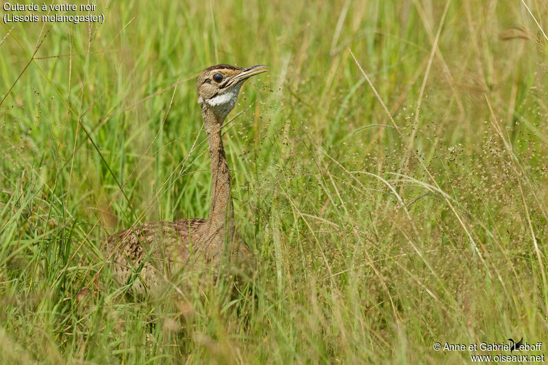 Black-bellied Bustard female adult