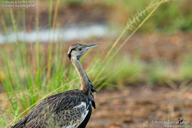 Black-bellied Bustard male adult