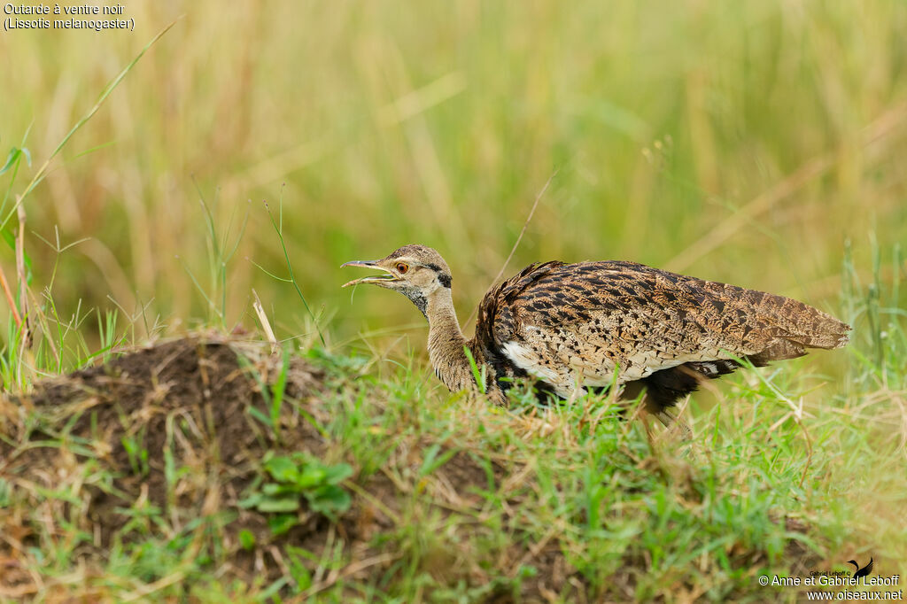 Outarde à ventre noir