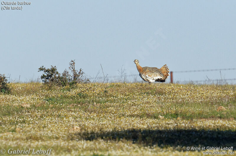 Great Bustard