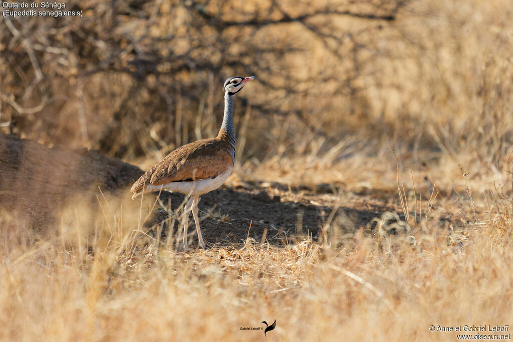 Outarde du Sénégal