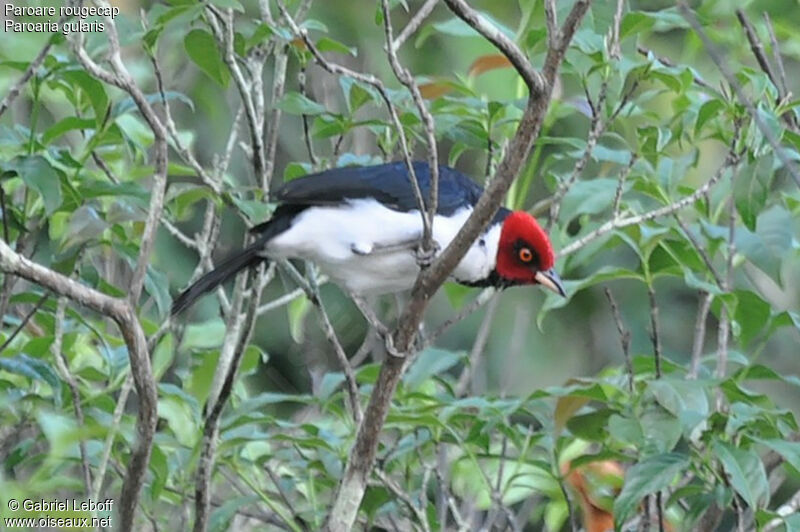 Red-capped Cardinaladult