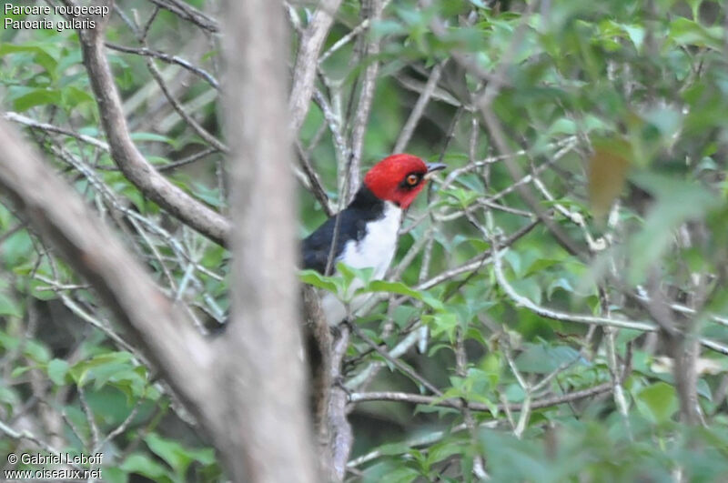 Red-capped Cardinaladult