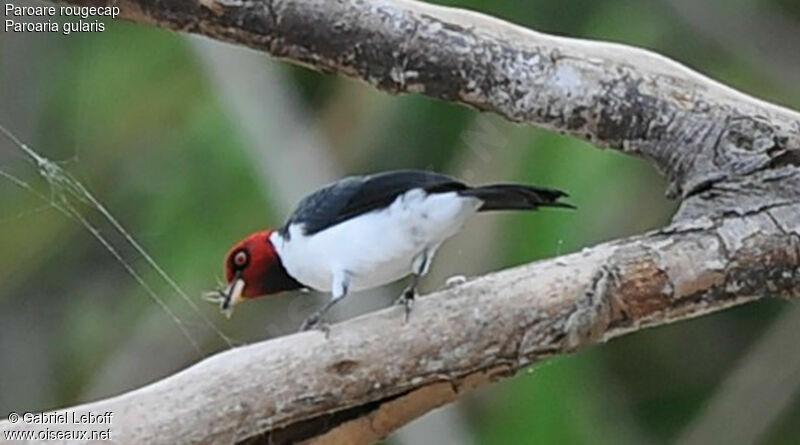 Red-capped Cardinal