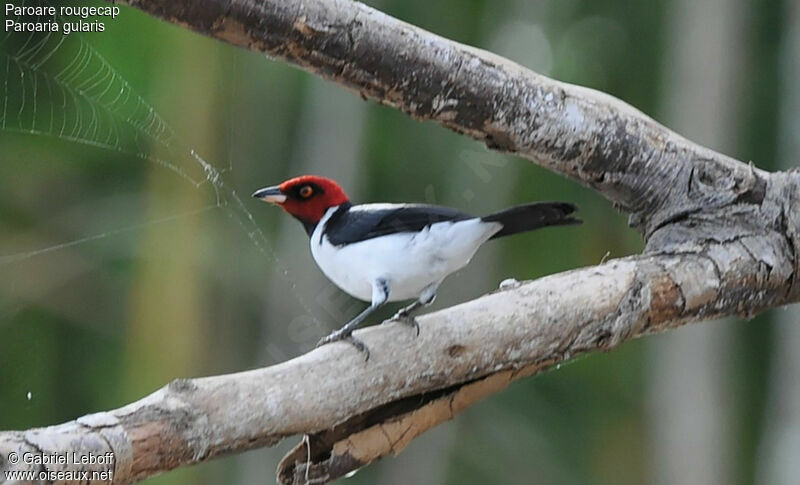 Red-capped Cardinal