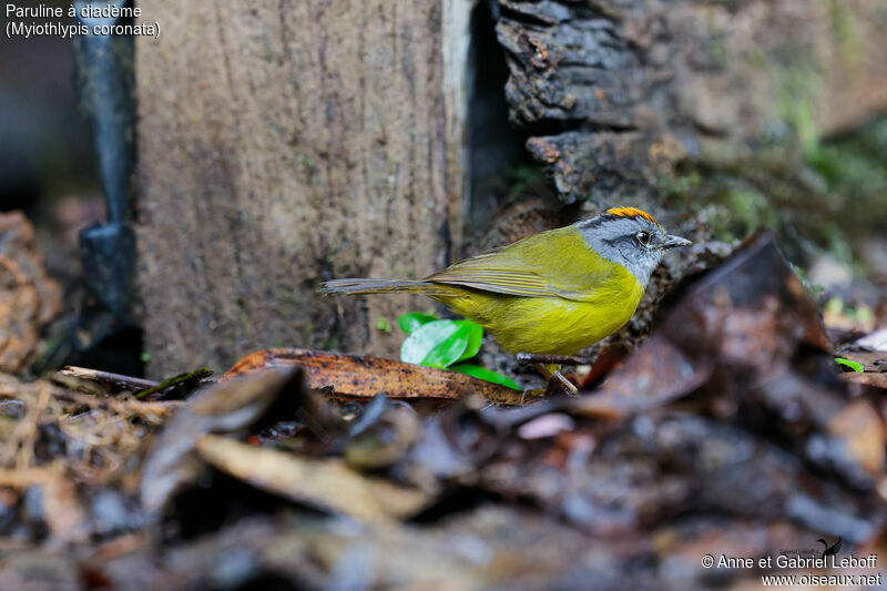 Russet-crowned Warbleradult