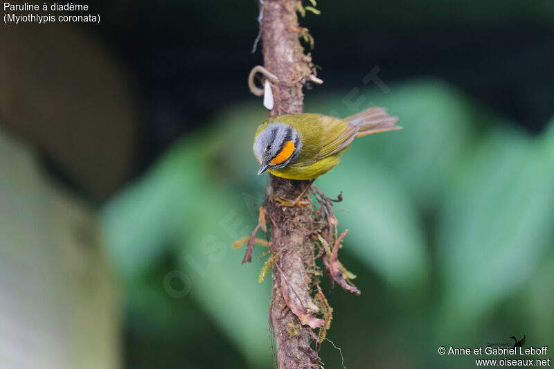 Russet-crowned Warbleradult