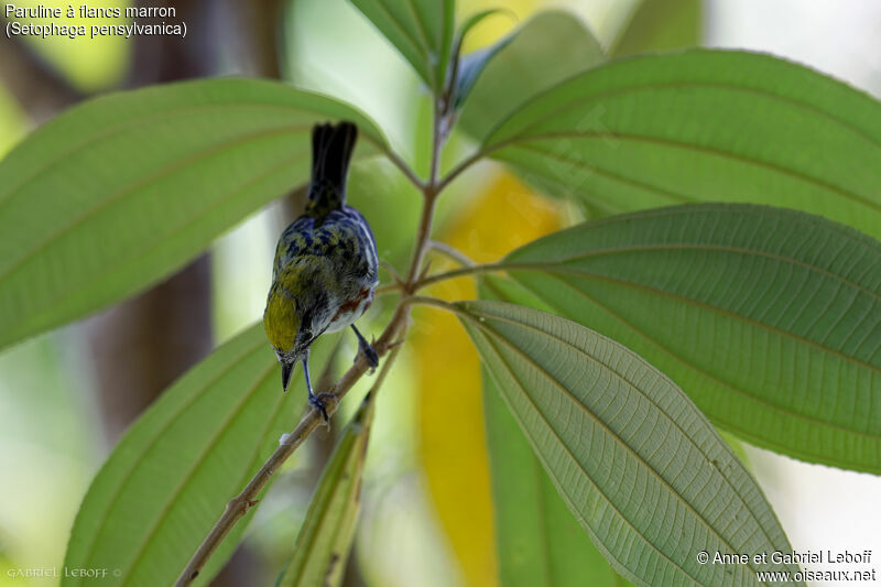 Chestnut-sided Warbler female