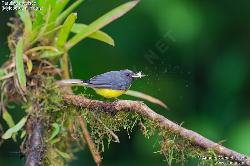 Slate-throated Whitestart