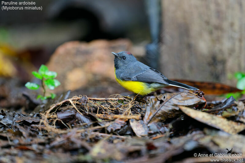 Slate-throated Whitestart