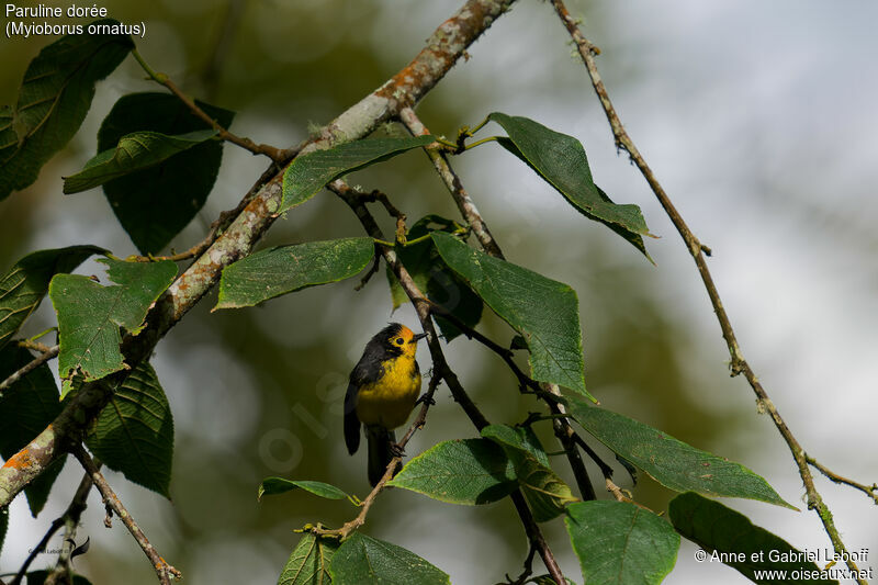 Golden-fronted Whitestartadult