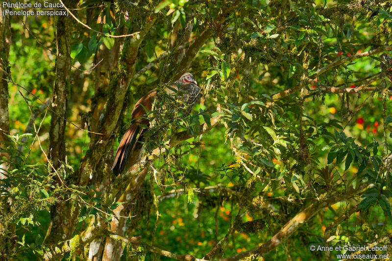 Cauca Guanadult