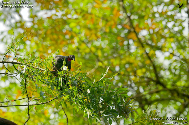 Cauca Guanadult