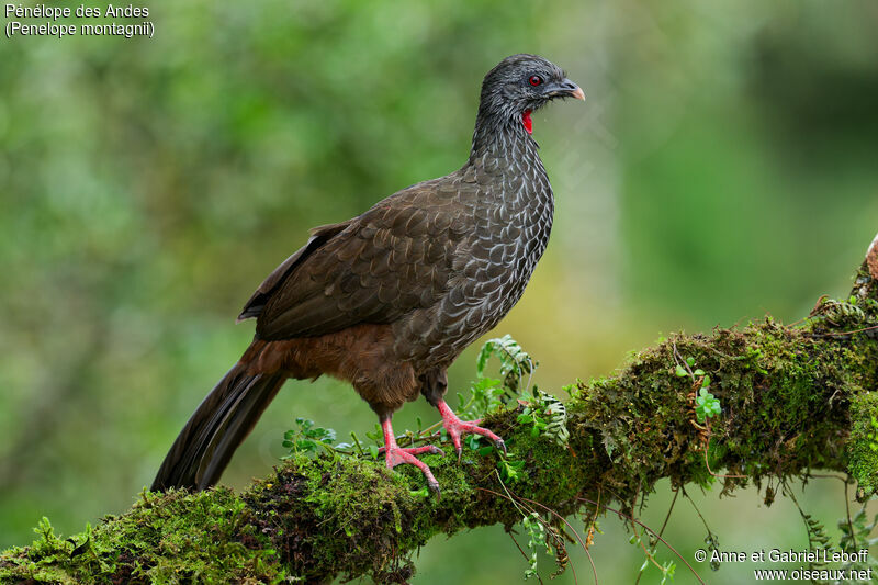 Andean Guanadult