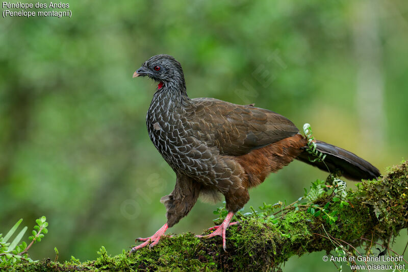 Andean Guanadult