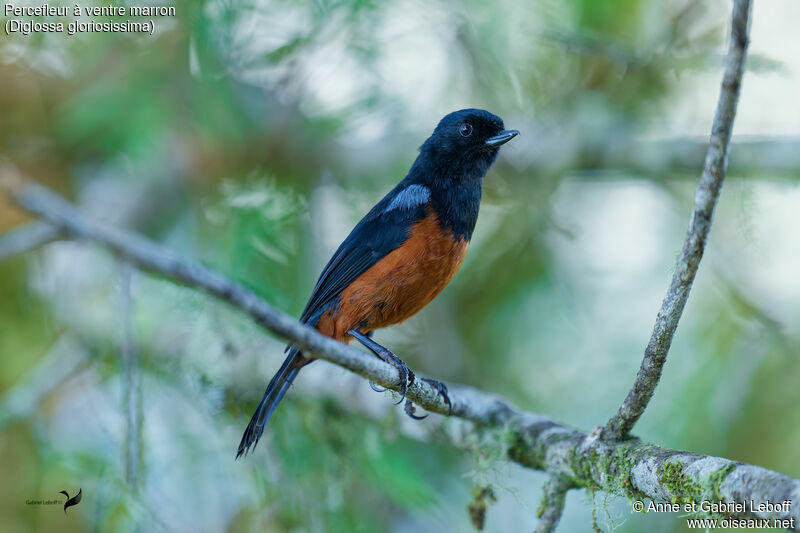 Chestnut-bellied Flowerpierceradult