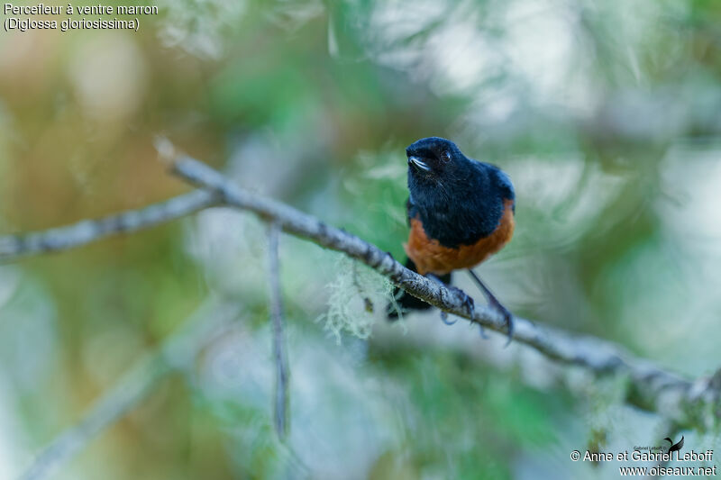 Chestnut-bellied Flowerpierceradult