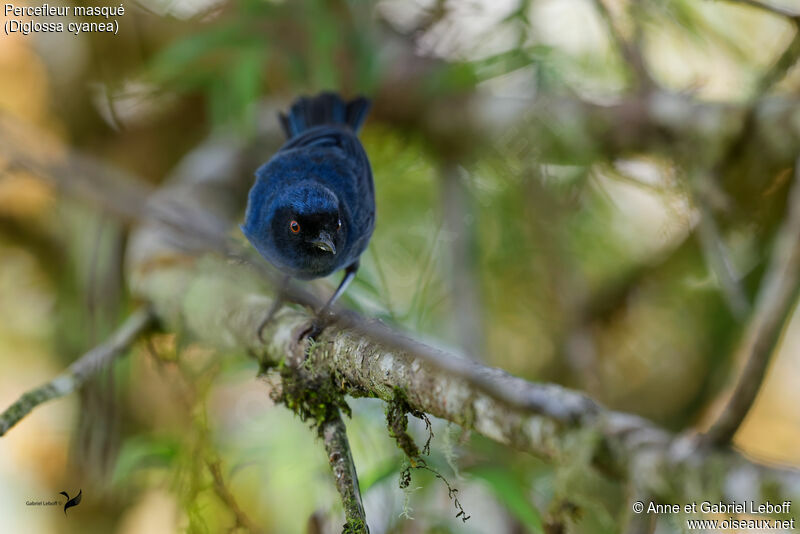 Masked Flowerpiercer