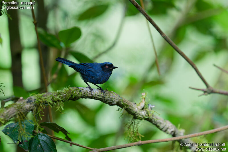 Masked Flowerpierceradult