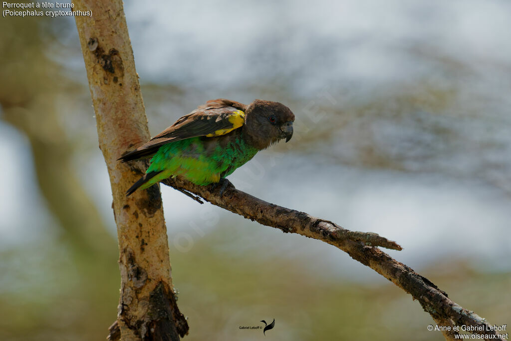 Perroquet à tête brune