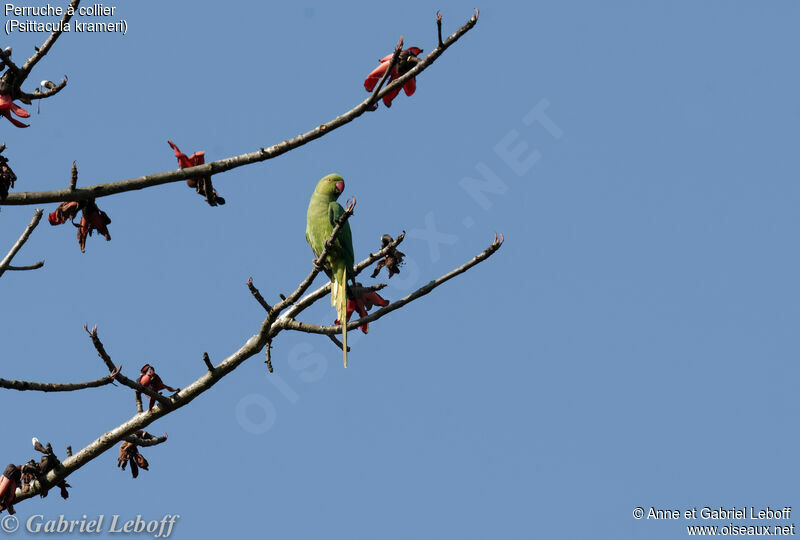 Rose-ringed Parakeet female adult