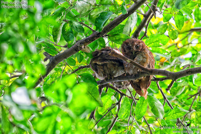 Tropical Screech Owladult