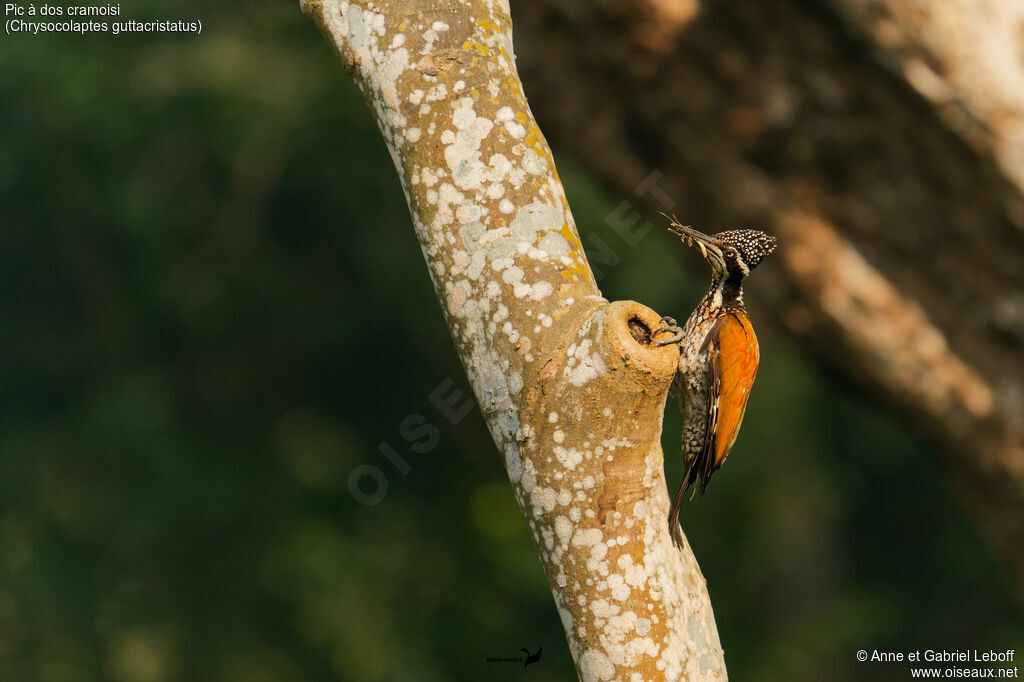 Pic à dos cramoisi - Pic de Tickell<br /> femelle