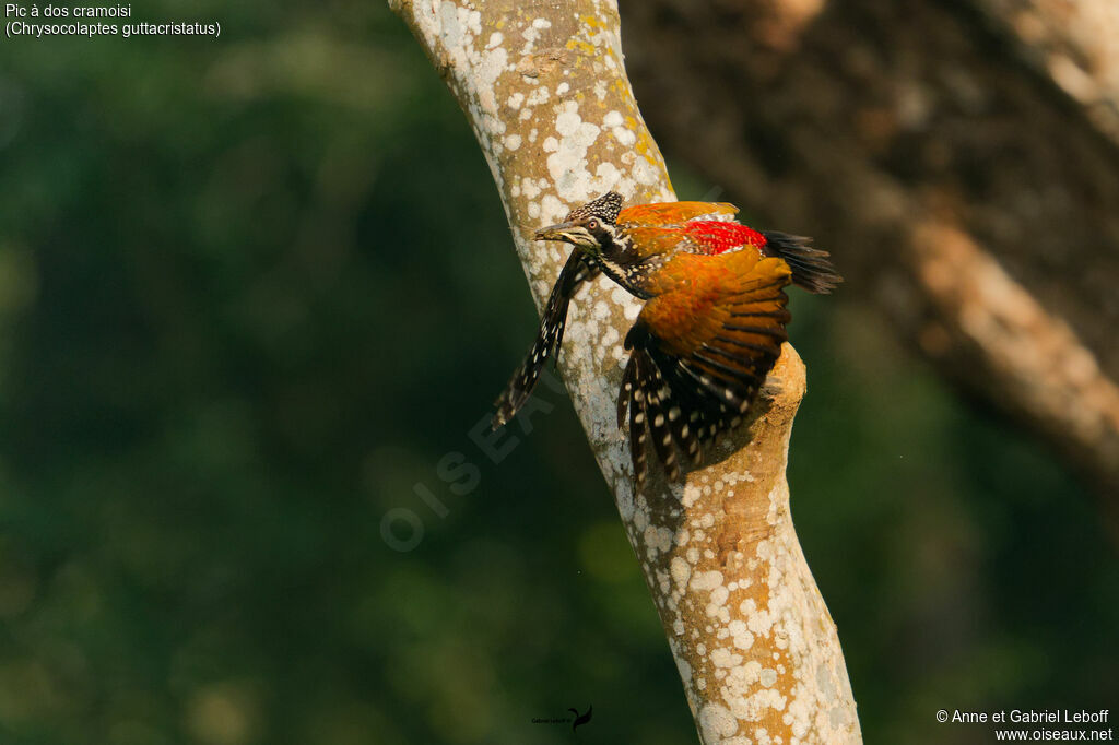 Pic à dos cramoisi - Pic de Tickell<br /> femelle