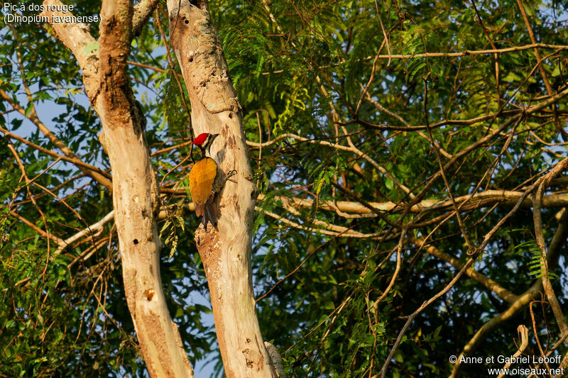 Common Flameback