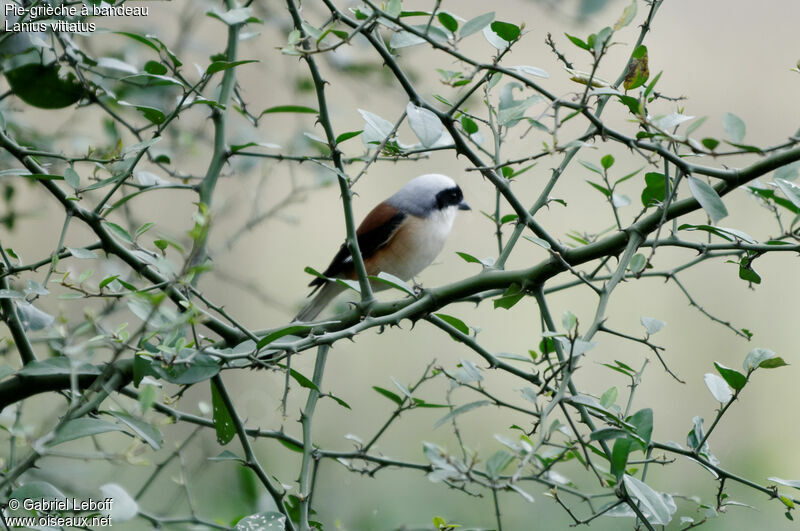 Bay-backed Shrike