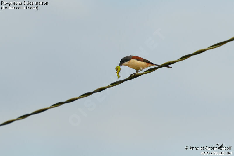 Pie-grièche à dos marron, pêche/chasse