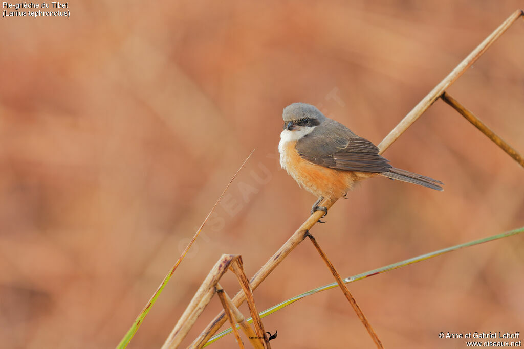 Pie-grièche du Tibetimmature