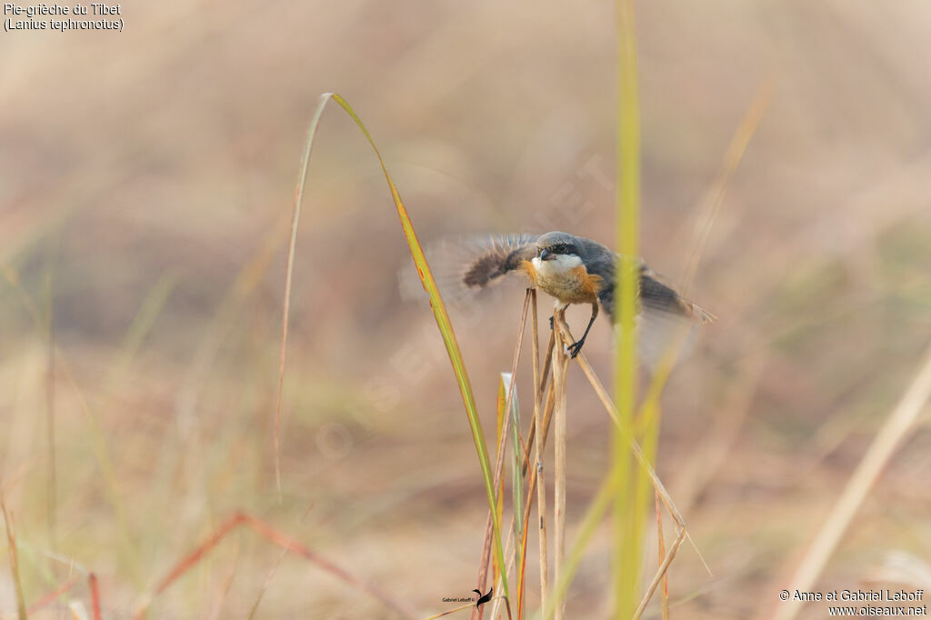 Pie-grièche du Tibetimmature