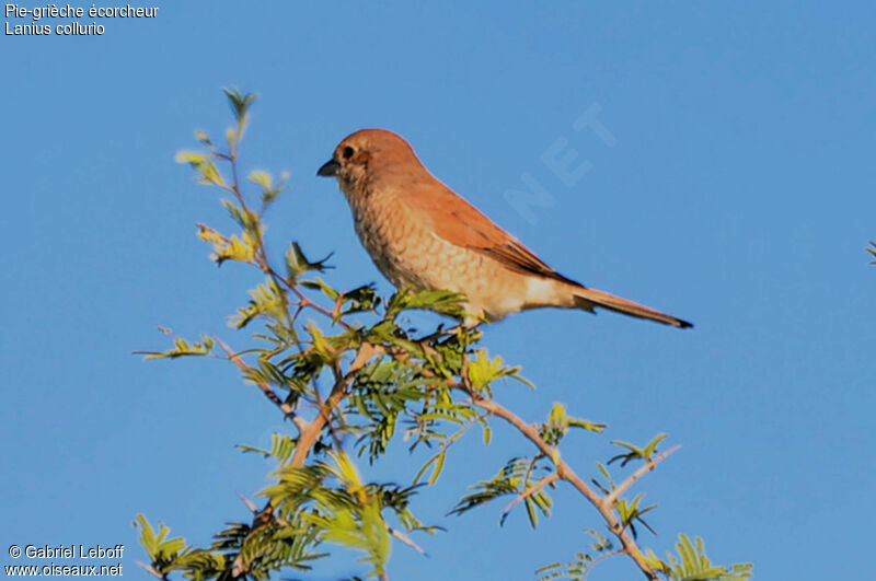 Red-backed Shrike female